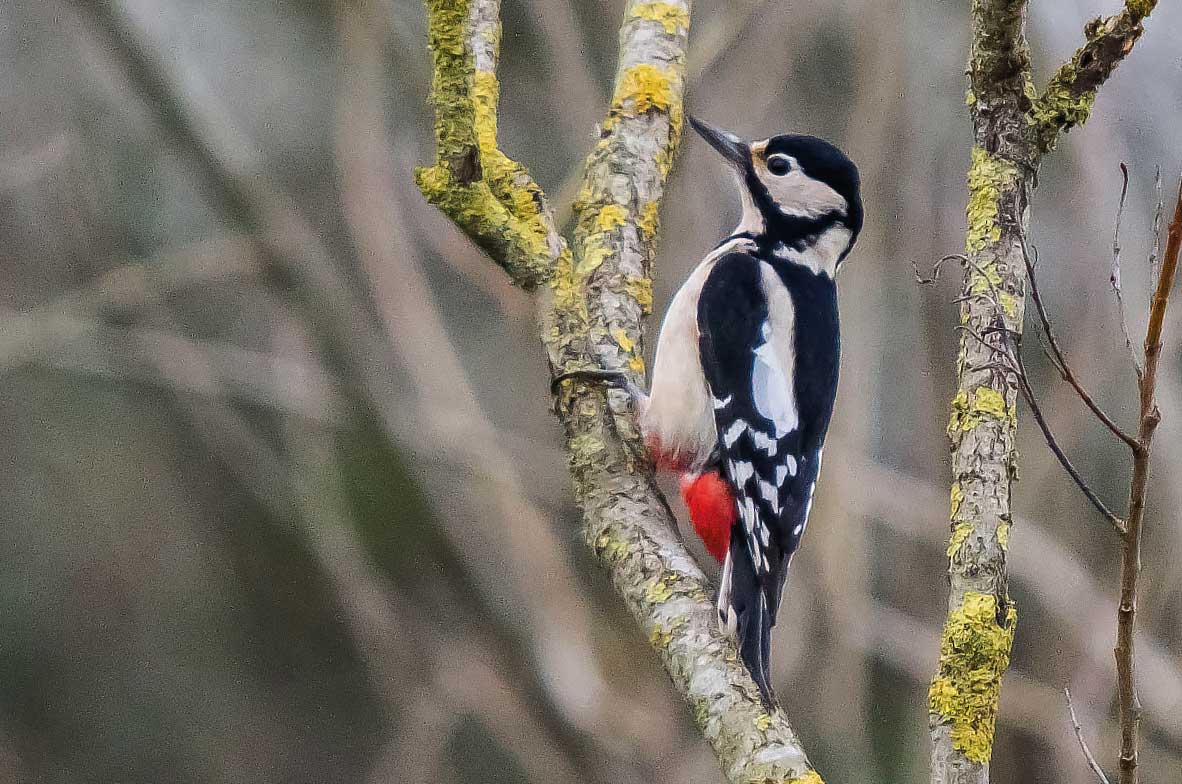 Greater-Spotted-Woodpecker